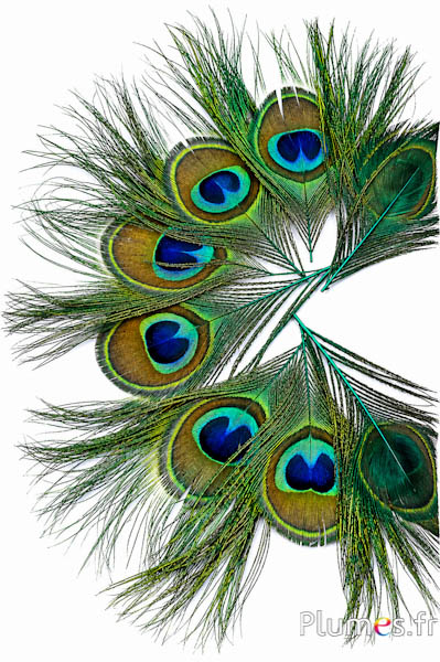 Pauw blauw - 13-18 cm - smaragdgroen